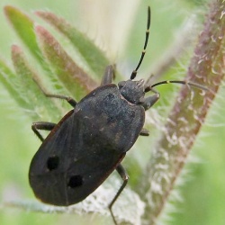 Graptopeltus validus